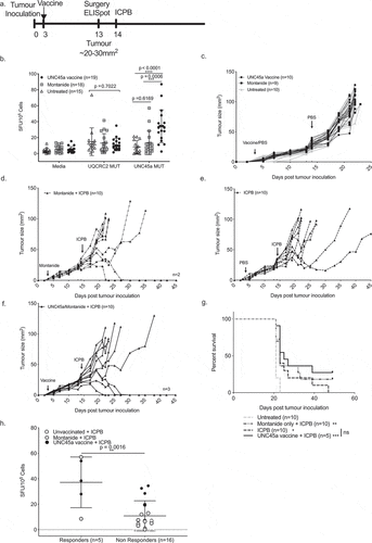 Figure 6. Boosting UNC45a specific T cells does not improve responses to combination ICPB