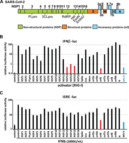 Figure 1. Screening of interferon antagonists among 27 SARS-CoV-2 viral proteins. (A) Genome architecture of SARS-CoV-2. (B-C) Screening of SARS-CoV-2 interferon antagonists. 293FT cells were co-transfected with (B) IFNβ-luc or (C) ISRE-luc reporter together with pRL-TK plasmid, expression vector for RIG-I 2CARD domain, and expression plasmid for one of the 27 SARS-CoV-2 viral proteins as indicated. 24-h post-transfection, cells were lysed for dual luciferase assay. IFNβ-luc: interferon beta promoter-driven firefly luciferase reporter. ISRE-luc: interferon-stimulated response element-driven firefly luciferase reporter. pRL-TK: HSV-thymidine kinase promoter-driven Renilla luciferase reporter. MV-V: Measles virus V protein.