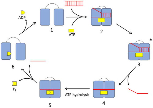 Figure 3. The catalytic cycle of DEAD-box helicase. In the absence of ligands, the DEAD-box helicase exists in an open conformation (1). Binding of RNA and ATP cause the helicase to switch to a closed conformation (2) aligning the ATP active site for hydrolysis and locally destabilizing the RNA in its binding site. In the activated complex (3), the first RNA strand dissociates. ATP hydrolysis (4) and release of the phosphate and second RNA strand (5) enables the helicase to re-open (6) and reset for the next cycle.