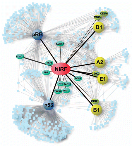 Figure 5 The NIRF interaction network. The PPI information for the core cell cycle proteins (cyclin A2, cyclin B1, cyclin D1, cyclin E1, pRB and p53) were retrieved from the Pathway Commons database.Citation34 Our NIRF interaction data were merged with the retrieved information using the Cytoscape softwareCitation33 as described in the Materials and Methods. The symbols are as follows: yellow, cyclins; yellow-green, CDKs; blue, two major tumor suppressors; green, NIRF-interacting proteins included in the retrieved database information. The thicker black lines indicate interactions demonstrated by more than two methods. The interactions between NIRF and PCNA or HDAC1Citation39 were shown by both the antibody macroarray and the database information. The thinner black lines denote interactions shown by either the antibody macroarray or the pre-existing information in the database. Gray lines indicate other PPI information from the database.