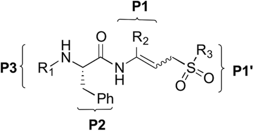 Figure 1.  Basic scaffold of dipeptidyl allyl sulfone inhibitors with enzyme subsite designations P3, P2, P1 and P1′.