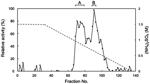 Figure 1. Hydrophobic interaction chromatography of FD1 formaldehyde dismutase. The solid line, relative formaldehyde dismutase activity; the dashed line, the concentration of ammonium sulfate. (A) and (B) were the fractions with relatively high formaldehyde dismutase activity. Experimental conditions are specified in Materials and methods.