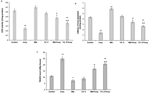 Figure 3. Comparative effects of melatonin and Vit-C treatment on antioxidant enzyme activity (a) superoxide dismutase activity (SOD) (b) catalase activity and (c) lipid peroxidation in kidney cortical tissues in F. pennantii model of ampicillin sodium-induced nephrotoxicity. Histograms represent Mean + SEM (N = 5). Vertical bars on each histogram represent standard error of mean. Significance of difference **p < 0.01 and *p < 0.05 Control vs. other groups; a: p < 0.01 Amp vs. Mel + Amp; b: p < 0.05 Amp. vs.Vit-C + Amp. and # p < 0.05 Mel + Amp vs.Vit-C + Amp