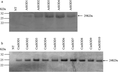 Figure 3. Western blot analysis of the Arabidopsis thaliana superoxide dismutase (AtSOD)1 ~ 5 (a) and Cucurbita moschata SOD (CmSOD)1 ~ 10 (b) transgenic lines and comparisons with non-transgenic (NT) plants. Forty micrograms of total proteins was used for each sample. The molecular weights of AtSOD at 29 kDa (a) and CmSOD at 24 kDa (b) are indicated by an arrowhead.