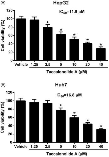 Figure 1. Taccalonolide A inhibited the viability of HCC cells. HepG2 (A) and Huh7 cells (B) were treated with different concentrations of taccalonolide A (0, 1.25, 2.5, 5, 10, 20 and 40 μM) for 48 h. Cell viability was evaluated by CCK-8 assay and IC50 was calculated. *p < .05 vs vehicle control. 0.1% dimethyl sulfoxide (DMSO) was used as vehicle control. All experiments were repeated three times in triplicate. Significance was analyzed using one-way ANOVA.
