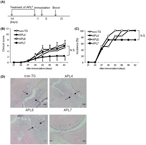 Fig. 3. Effect of the oral administration of transgenic rice seeds containing APLs on the development of CIA.Notes: (A) Schematic illustration showing the treatment schedule. APL4, APL6, and APL7 transgenic rice or non-transgenic rice was orally administrated to mice (n = 8 for ALP4, n = 7 for APL7, and n = 6 for APL6 and non-transgenic rice) for 2 weeks, which were then immunized with the CII antigen. Clinical score (B) and incidence of arthritis (C). Data are mean ± SE. (D) Hematoxylin and eosin-stained sections of the hind paws of mice obtained 60 days after the first immunization. Region between arrows indicate cellular infiltrations. Data are representative for four tissue samples. Bars = 70 m.