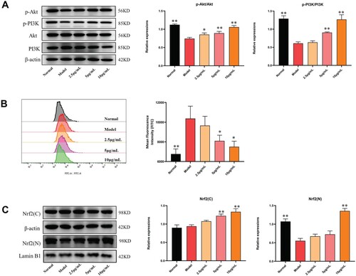 Figure 11. (A) Effects of ACB on protein expressions of PI3K, p-PI3K, Akt and p-Akt in H2O2 induced PC12 cells. (B) Effects of ACB on ROS levels in H2O2-induced PC12 cells. (C) Effects of ACB on protein expressions of Nrf2(C) and Nrf2(N) in H2O2 induced PC12 cells. *p < 0.05 and **p < 0.01 vs. model group.