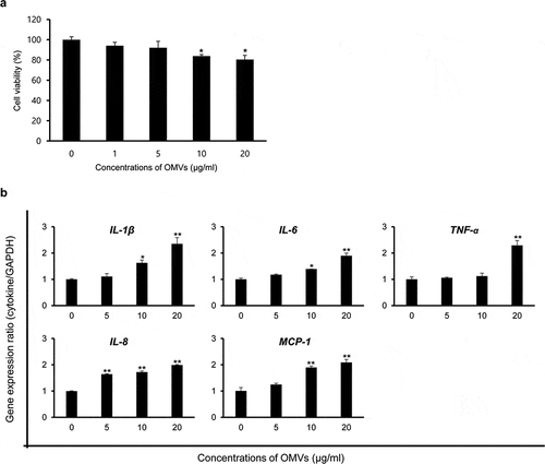 Figure 2. Host cell responses of B. cepacia OMVs in A549 cells. OMVs were isolated from B. cepacia ATCC 25416 cultured in LB broth to late log phase. (a) Cytotoxicity in A549 cells treated with B. cepacia OMVs. Cells were treated with various concentrations of B. cepacia OMVs for 24 h, and cell viability was determined by a MTT assay. Data are presented as mean ± SD of three independent experiments. *P < 0.05 compared to untreated control cells. (b) Expression of pro-inflammatory cytokine and chemokine genes in A549 cells treated with B. cepacia OMVs. Cells were treated with various concentrations of OMVs for 6 h and gene expression was assessed by qPCR. Data are presented as mean ± SD of three independent experiments. * P < 0.05, **P < 0.01 compared to untreated control cells.