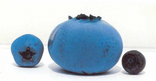 FIGURE 1 Comparison of size of lowbush, highbush, and bilberry fruit. (Photo complements of Sonia Dierking, www.dierking.de.) (color figure available online).