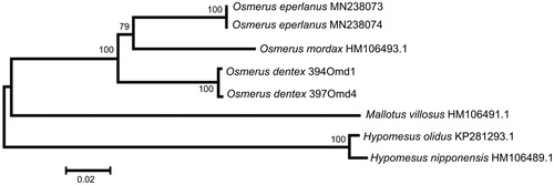 Figure 1. Maximum likelihood tree for the Arctic rainbow smelt Osmerus dentex specimens 394Omd1 and 397Omd4, and GenBank representatives of the order Osmeriformes. The tree is based on the General Time Reversible + gamma + invariant sites (GTR + G + I) model of nucleotide substitution. The numbers at the nodes are bootstrap percent probability values based on 1000 replications.