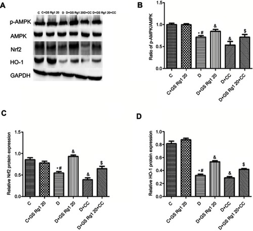 Figure 6 Effects of GS Rg1 administration on the protein expression levels of AMPK/Nrf2/HO-1 signaling components in the hearts of control and diabetic rats. Myocardial expression of (A) AMPK, p-AMPK; (B) Nrf2 and (C) HO-1. Values are represented as mean±SD. P<0.05. (*) vs C; (#) vs C+GS Rg1 20; (&) vs D; ($) vs D+GS Rg1 20.