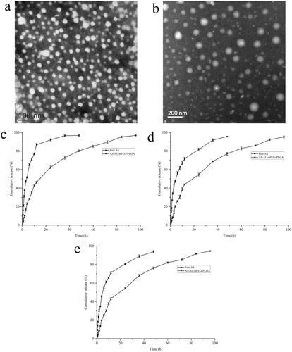 Figure 4. (a) Transmission electron microscope (TEM) image of AL-mPEG-PLGA blank micelles. (b) TEM image of AS-AL-mPEG-PLGA. (c) In vitro release curves of free AS and AS-AL-mPEG-PLGA in pH 1.2 HCl solution. (d) In vitro release curves of free AS and AS-AL-mPEG-PLGA in double distilled water. (e) In vitro release curves of free AS and AS-AL-mPEG-PLGA in pH 7.4 PBS solution.