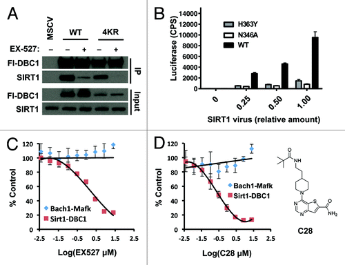 Figure 5. Mechanism and dose-dependence of EX-527 and C28. (A) Co-immunoprecipitation of Flag-wild-type DBC1or a non-acetylated DBC1 mutant protein (DBC1–4KR) with endogenous SIRT1 in the presence or absence of EX-527 (10 µM) following 24 h treatment. (B) Validation of the luciferase complementation assay in 293 cells using different titers of SIRT1 virus and non-binding negative control proteins; mean + s.e. is shown (n = 2). Dose-response effect of 24 h treatment with (C) EX-527 or (D) C28 (structure depicted in inset) on the SIRT1-DBC1 interaction and a control protein binding pair (Bach1-Mafk) in 293 cells; mean ± s.e. is shown (n = 2).