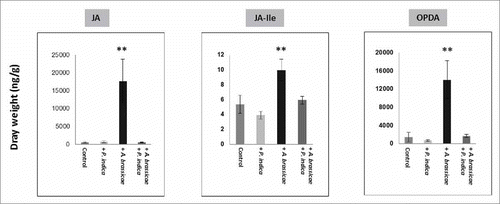 Figure 7. JA, JA-Ile and oxophytodienoic acid (OPDA) levels in the shoots with/without P. indica and 10 days after leaf infection with A. brassicae. The seedlings were grown under long day light condition (50 ± 15 µmol m−2 sec−1). For statistics, cf. Materials and Methods.