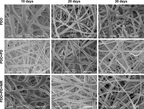 Figure S4 SEM microscopy of PDO, PDO+PD, and PDO+PD+NIR after 10, 20, and 30 days of degradation in vitro.Abbreviations: NIR, near-infrared; PD, polydopamine; PDO, polydioxanone; SEM, scanning electron microscopy.