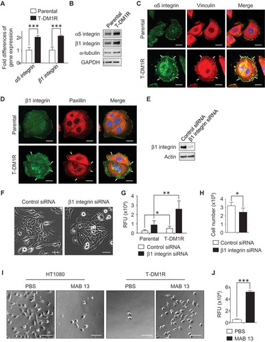 Figure 4. α5β1 integrin is up-regulated in T-DM1R cells and blocking α5β1 integrin enhances cell invasion activity. (A) Gene expression levels of α5 integrin and β1 integrin were examined by quantitative PCR. GAPDH gene was used as an internal control. (B) Protein expression levels of α5 and β1 integrins in the WCL of JIMT1 parental and T-DM1R cells were analyzed by Western blot analysis. (C) Fluorescent immunostaining images showing α5 integrin and vinculin in JIMT1 parental and T-DM1R cells. Scale bar, 20 µm. (D) Fluorescent immunostaining images showing β1 integrin and paxillin in JIMT1 parental and T-DM1R cells. Scale bar, 20 µm. (E) Knock-down efficiency of β1 integrin in T-DM1R cells was evaluated by Western blot analysis. (F) Bright field (BF) images showing cell morphology of control siRNA and β1 integrin specific siRNA treated T-DM1R cells. BF images, scale bar, 50 µm. (G) Cell invasion activity in control siRNA treated or β1 integrin knocked-down T-DM1R cells. (H) Cell growth assay in control siRNA and β1 integrin knocked-downed T-DM1R cells after 48 hrs of siRNA transfection. (I) BF images showing the number of MAB 13-treated HT1080 or T-DM1R cells that passed through ECM-coated membrane. Scale bar, 100 µm. (J) Quantitative analysis of cell invasion activity in MAB 13-treated T-DM1R cells comparing with that in PBS control cells.