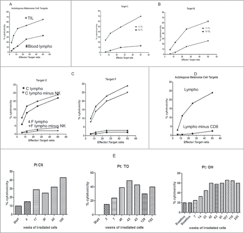 Figure 3. Ex-vivo measurements of (TIL) or blood lymphocytes (BL) to kill autologous melanoma cells. Cytotoxicity presented at increasing effector to melanoma target cell ratios. Each figure is representative of 6 to 10 experiments (A) Comparing the same number of lymphocytes, TIL are more lytic than BL. TIL•, BL ▪. (B) TIL preferentially kill autologous melanoma cells as compared to allogeneic cells, consistent with MHC restriction. Pt C TIL•, Pt M TIL▪ (C) Killing is MHC restricted and not due to NK cells. Pt C BL •, Pt C BL minus NK ▪, Pt F BL ▴, Pt F BL minus NK ▾, (D) Depletion of CD8 T cells abrogates the killing. BL •, BL minus CD8 T▪ (E) Repeated injection in 3 patients of CKs mixed with irradiated autologous melanoma cells over many weeks increases the killing ex-vivo.