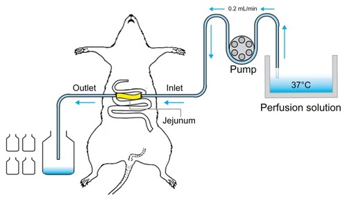 Figure 2 Illustration of the single-pass intestinal perfusion model.