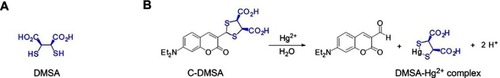 Figure 1 Structure of DMSA (A) and design of fluorescent theranostic agents for Hg2+(B).Abbreviations: DMSA, meso-2,3-dimercaptosuccinic acid; C-DMSA, 3-formyl-7-diethylamino coumarin masked meso-dimercaptosuccinic acid.