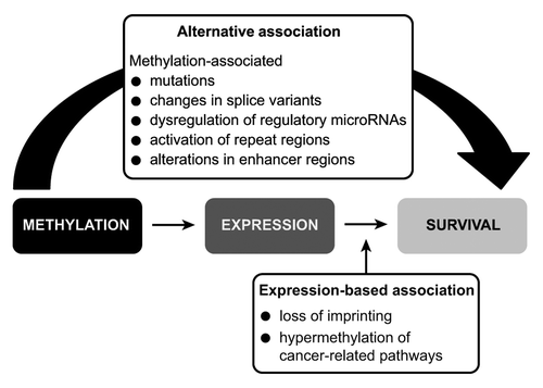 Figure 2. Model for mediation analysis. First a linear model adjusted for study was used to determine significantly correlated methylation/expression pairs. Next, a Cox proportional hazards model was used to find significant association between survival and expression, methylation, and their interaction term (adjusting for age, gender, and study phase). An Accelerated failure time model (AFT) was used to estimate the association between survival and expression, methylation, and their interaction term (adjusting for age, gender, and study phase), and a mediation analysis was performed to estimate the alternative and expression-based associations on glioma survival.