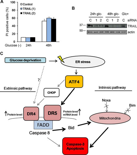 FIG 10 TRAIL does not participate in cell death. HeLa cells were transfected with 50 nM TRAIL siRNAs or the control siRNA. At 24 h posttransfection, cells were incubated with or without glucose for 24 and 48 h. (A) Averages and SEM of data from three experiments to determine PI incorporation by FACS analysis. (B) Western blotting of cells incubated for 24 h or 48 h without glucose or for 24 h with glucose and transfected with control, TRAIL (1), or TRAIL (2) siRNA. (C) Summary of pathways leading to cell death of glucose-deprived HeLa cells.