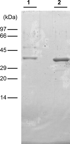 Fig. 1. Molecular mass of EaChiA from E. arvense.Notes: SDS-PAGE was performed following the method of Laemmli. Lane 1, purified EaChiA from vegetative stems of E. arvense; lane 2, purified recombinant EaChiA. The gel was stained with Coomassie brilliant blue R250.