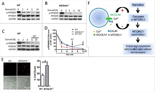 Figure 8. MCOLN1 is required for MTORC1 reactivation during prolonged starvation. (A) MTORC1 reactivation by prolonged starvation. WT human fibroblasts were starved in DMEM medium in the absence of FBS for 2, 4, 6, and 10 h.Citation51 Cell extracts were analyzed by western blotting using anti-p-RPS6KB (T389) and anti-RPS6KB antibodies, and anti-GAPDH antibody was used as a loading control. (B) Loss of MTORC1 reactivation in MCOLN1−/− human fibroblasts. (C) W7 inhibited MTORC1 reactivation in human fibroblasts. W7 (3 µM) was added in the DMEM medium during the 6 to 10 h of starvation. (D) Quantification of MTORC1 activity by assessing p-RPS6KB using western blot. Histograms represent the mean percentage of the ratio of p-RPS6KB:RPS6KB (mean ± SEM, n = 3 independent experiments) in the indicated conditions, relative to that of fed WT cells. (E) HBSS starvation for 48 h significantly decreased cell viability in MCOLN1−/− human skin fibroblasts compared to WT fibroblasts. Cell death was revealed by propidium iodide (PI) staining (mean ± SEM, n = 3 independent experiments). (F) Illustration of a feedback regulation between MTORC1 and MCOLN1 during starvation. Starvation caused a decrease in MTORC1 activity, leading to an increase in MCOLN1-mediated Ca2+ release. Ca2+ binds to CALM, promoting lysosomal MTORC1 recruitment and reactivation. This feedback regulatory mechanism is essential for autophagic lysosome reformation and cellular homeostasis during starvation. *: P < 0.05.