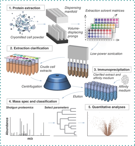 Figure 1. Summary of the screening approach. Cryomilled cell powders are distributed using a dispensing manifold and lysed with different extraction solutions (step 1); then samples are sonicated to disperse and homogenize the extracts, followed by centrifugal clarification (step 2); the clarified extracts are subjected to IP (step 3); finally, protein eluates are analyzed using MS (steps 4 and 5).Reproduced from [Citation27].