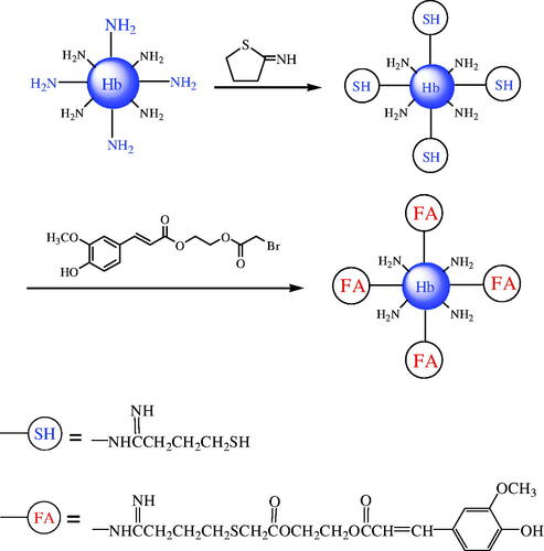 Figure 2. Reaction of Hb with 2-IT and the modification of BAEGF on Hb.