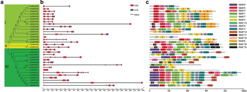 Figure 1. Phylogenetic, gene structure and conserved motif analyses of CsSABATHs. (a) Phylogenetic relationships of the 32 CsSABATH proteins. (b) Exon-intron structures of CsSABATH genes. (c) The conserved motifs of CsSABATH proteins.