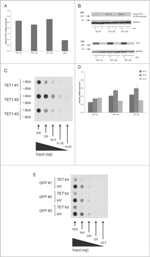 Figure 1. TET1 overexpression and TET triple knockdown affect global 5hmC levels of HEK293 cells. (A) Quantitative real-time RT-PCR of induced vs. uninduced T-REx-293-TET1 cell lines demonstrates elevated TET1 mRNA levels after doxycycline induction of transgene expression. T-REx-293-GFP control cells (GFP) do not show elevated TET1 transcript levels upon induction. Measurements were performed in duplicates and presented as mean ± SD. (B) Western blot analysis of FLAG-tagged TET1 overexpression in T-REx-293-TET1 cell lines in induced and uninduced state with anti-FLAG (upper part) and anti-TET1 antibodies (lower part) shows inducible expression of TET1. (C) DNA dot blot analysis shows increased global 5hmC levels in induced compared to uninduced T-REx-293-TET1 cells. (D) Quantitative real-time RT-PCR demonstrates reduced TET transcript levels in T-REx-293-GFP cell lines treated with siRNAs against TET1, TET2 and TET3 when compared to scrambled controls. Measurements were performed in triplicates and presented as mean ± SD. (E) DNA dot blot analysis shows decreased global 5hmC levels in TET triple knockdown (TET kd) compared to scrambled control (scr) T-REx-293-GFP cell lines. TET1 #1–3: single-cell derived T-REx-293-TET1 cell lines; GFP #1–3: single-cell derived T-REx-293-GFP cell lines; +dox: doxycycline- induced transgene expression; -dox: uninduced control.