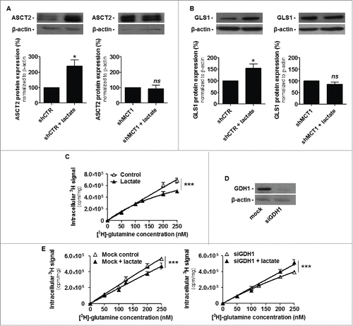 Figure 2. Lactate promotes glutamine metabolism in cancer. (A) Representative immunoblots and bar graphs represent the expression of glutamine transporter ASCT2 in tumors collected 12 d after having been established in Matrigel plugs in mice using SiHa cancer cells transfected with a control shRNA (shCTR, left panel) or a shRNA targeting monocarboxylate transporter 1 (shMCT1, right panel). Matrigel plugs contained 30 mM of lactate or an equal volume of saline (n = 5; ns, not significant, *p < 0.05). (B) Same is in A but analyzing glutaminase 1 (GLS1) protein expression (n = 5; ns, not significant, *p < 0.05). (C) Wild-type SiHa cells were treated during 6-h with sodium lactate (10 mM) and incubated during 18 min in the presence of increasing doses of L-[3,4–3H(N)]-glutamine. The graph shows intracellular 3H incorporation (n = 8; ***p < 0.005). (D) Representative immunoblot showing GDH1 and β-actin protein expression in SiHa cancer cells transfected with a siRNA targeting GLUD1/GDH1 (siGDH1). (E) Same as C but using mock-transfected SiHa cells (left, n = 8; ***p < 0.005) or SiHa cells transfected with siGDH1 (right, n = 8; ***p < 0.005).