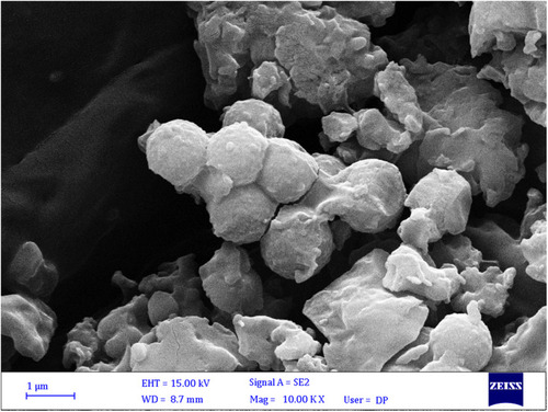 Figure 4 SEM micrographs of the synthesized particles of GOAS showed the separated sheets.