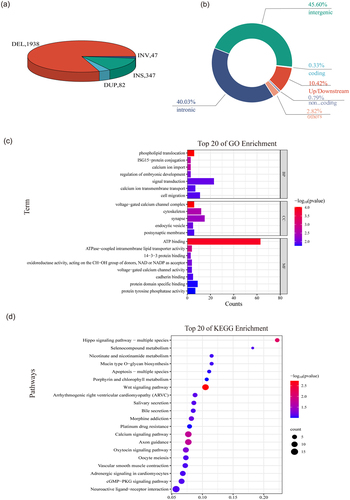 Figure 4. The population-stratified SVs identified in the two groups. (a) Pie chart of the population-stratified SVs. Each slice of the pie represented one type of SV. (b) A summary of location classification of the population-stratified SVs. (c) GO analysis of the population-stratified SVs. (d) Top 20 of KEGG enrichment of the population-stratified SVs.