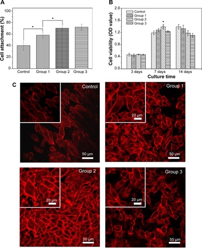 Figure 5 Cell adhesion and cell proliferation rates cultured on various PEEK/n-HA/CF composites and adhesion morphology and actin cytoskeletal organization of cells after incubation with different samples.Notes: (A) Cell adhesion (4 hours) and (B) cell proliferation rates cultured on various PEEK/n-HA/CF composites for 3 days, 7 days, and 14 days. (C) The adhesion morphology and actin cytoskeletal organization (red, labeled with rhodamine–phalloidin) of cells after incubation with different samples at 7 days. *P<0.05.Abbreviations: OD, optical density; PEEK/n-HA/CF, carbon fiber-reinforced polyetheretherketone–nanohydroxyapatite.