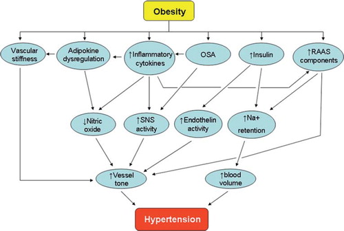 Figure 1. The complex pathophysiology of obesity-related hypertension. (OSA = obstructive sleep apnoea; RAAS = renin-angiotensin-aldosterone system; SNS = sympathetic nervous system).