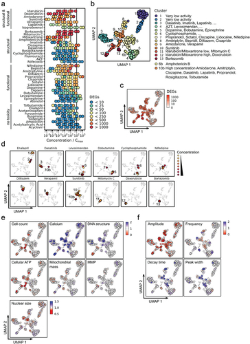 Figure 3. Differential gene expression and comparison clustering in the ScreenSeq transcriptomics cardiotoxicity screen. a) DEGs (fill color) detected per compound (y axis) by tested concentrations normalized to Cmax values (x axis). Compounds were grouped by cardiotoxicity classification. b) Shared nearest neighbor clustering and UMAP organization by expression fold-changes of all genes regulated in at least three comparisons vs. intra-plate DMSO controls. Treatment conditions associated with each cluster are indicated. c-d) Mapping of DEGs (c), representative compounds (d), HCI data (e) and CaT data (f) on the UMAP from B. Fill colors indicate the number of DEGs (c), discrete compounds concentrations (yellow = low, red = high), or assay readouts normalized to intra-plate DMSO-treated controls (e, f).