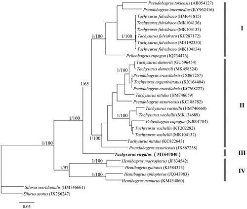 Figure 1. Phylogenetic tree based on Bayesian inference showing the relationships among 28 Bagridae species based on 13 protein-coding genes. Values on branches indicate Bayesian posterior probabilities and bootstrap values from a neighbor-joining analyses.