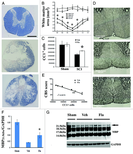 Figure 4. Flavopiridol treatment increases number of oligodendrocytes and myelinated area in residual tissue after SCI. (A-B) Eriochrome staining for myelin was performed on spinal cord sections at 4 weeks post injury to quantify residual white matter. Representative images at 1 mm caudal to the injury center revealed a central core lesion with spared peripheral white matter [middle panel in (A)] and an increased area of spared white matter in flavopiridol treated cord [bottom panel in (A)]. Quantification analysis (B) showed that flavopiridol treated subjects display significantly more remaining white matter around the lesion area than vehicle treated group at 1–3 mm rostral or 1 mm caudal to the epicenter. n = 6–8 in vehicle or flavopiridol groups, n = 3 in sham or sham + flavopiridol group. (C-D) Unbiased stereological assessment of oligodendrocytes loss at 28 d post-injury was performed on CC1/DAB stained coronal sections. Treatment with flavopiridol attenuated SCI-induced loss of CC1+ mature oligodendrocytes in the preserved tissue (C). Representative images (D) of CC1/DAB staining located in both of ventromedial white matter from Sham, Vehicle, and flavopiridol-treated spinal cord. (E) Linear regression analysis comparing SCI-induced oligodendrocytes loss with CBS scores at 4 weeks post-SCI. R2 = 0.9079. (F) (F-(G) western blot analysis showed that one of the MBP isoforms (21.5 kDa) was significantly upregulated in the flavopiridol-treated group at 4 weeks post-injury. No apparent differences between the groups were found for the other MBP isomers (18.5, 17.0 and 14.0 kDa, in H). n = 4 in vehicle or flavopiridol groups, n = 2 in sham or sham + flavopiridol group. *p <0.05 vs. vehicle group. Scale bars = 500 μm in A and D.