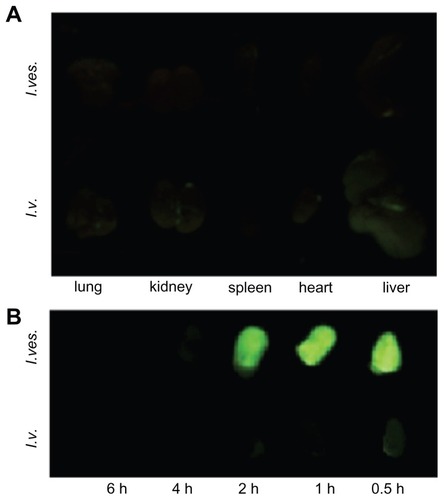 Figure 6 Tissue distribution of MPEG-PCL micelle-delivered cargo after intravenous (I.v.) or intravesical (I.ves.) application. The drug-associated green fluorescence indicated the deposition of drugs. (A) The fluorescence image of organs from mice 2 hours after intravenous or intravesical application of courmarin-6/MPEG-PCL micelles. (B) Fluorescence images of bladders from mice with intravenous or intravesical application of courmarin-6/MPEG-PCL micelles at different time points.Abbreviations: MPEG, monomethoxy poly(ethylene glycol); PCL, poly(ɛ-caprolactone).