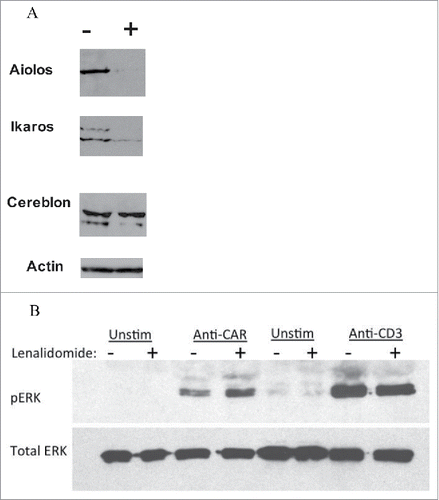 Figure 4. Analysis of changes in protein expression induced by LEN. (A) Downregulation of Ikaros and Aiolos by LEN. CAR19 T cells were pretreated with LEN 10 MM for 24 h (+), or without it (−), cells were then lysed in SDS loading buffer and the levels of Ikaros and Aiolos transcription factors were determined by immunoblotting together with the ubiquitin ligase Cereblon, actin indicates the equal loading. (B) Enhanced ERK activation by ligation of CAR after LEN pre-treatment (10 MM for 24 h). CAR19 T cells were activated by immobilized anti-CAR antibody (goat anti-mouse), or by anti-CD3 antibody (clone MEM-57) for 30 min at 37°C, cells were then lysed in SDS sample buffer and the phosphorylation status of ERK was determined by immunoblotting, the total levels of ERK are shown in the bottom panel. Both experiments were performed twice with similar results.