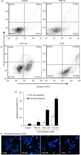 Fig. 4 THC-induced apoptosis on MCF-7 cells. (a) MCF-7 cells were treated with different concentrations of THC (0, 70, and 100 µM), and authorized 5-FU (50 µM) was used as positive control. After 24 h of treatment, effects of THC on cell apoptosis necrosis of MCF-7 cells were assessed by flow cytometry. Representative dot plots of Annexin V-FITC/PI staining are shown for the tested compounds. (b) The percentage of apoptotic cells was calculated from the ratio of early apoptotic cells at 24 h of exposure of THC. (c) MCF-7 cells were treated with 0, 70, 100 µM THC for 24 h. Morphological changes were determined by fluorescence microscope. All experiments were done independently in triplicate per experimental point, and representative results are shown. Statistically significant difference is indicated at *p<0.05 or **p<0.01 level.