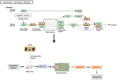 Figure 4. Apoptosis-multiple species signaling pathway of ZYD in treating SS.