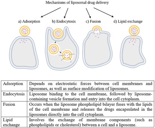 Figure 3. Liposomal drug delivery mechanisms. The image is created with BioRender.com.