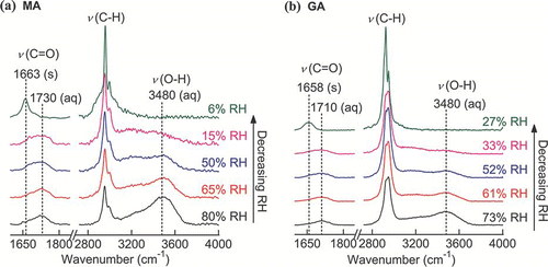 FIG. 7 Raman spectra of a single (a) MA and (b) GA particles upon evaporation. (Figure provided in color online.)