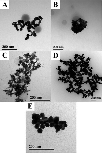 Figure 3. Transmission electron microscopy images of gold nanostructures synthesized through 1 h of plasmon-mediation under 505 nm light at various concentrations of L-pyroglutamic acid, (A) 0.61 mm, (B) 1.22 mm, (C) 2.44 mm, (D) 3.66 mm, (E) 4.90 mm synthesized in a 5 mL growth solution containing 0.2 nm Au nanocube seeds, 0.5 mm HAuCl4, 0.5 mL methanol, 1.28 µm AgNO3, and 24 mm TX-100.