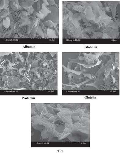 Figure 3. Scanning electron micrographs of K. hospita seed protein isolate (TPI) and four fractions (albumin, globulin, prolamin, and glutelin).