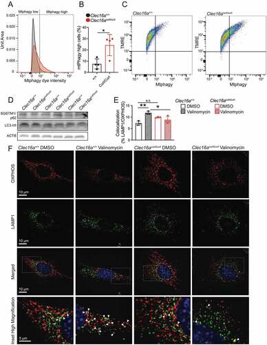 Figure 4. The CLEC16A C terminus regulates mitophagy in MEFs. (A) Representative flow cytometry univariate histogram depicting Mtphagy dye intensity from primary MEFs derived from Clec16a+/+ and Clec16acurt/curt mice. (B) Quantification of Mtphagy-high MEFs from Clec16a+/+ and Clec16acurt/curt mice, generated using flow cytometry histograms as indicated in Figure S5A. n = 4/group. (C) Representative flow cytometry scatter plot from Clec16a+/+ and Clec16acurt/curt MEFs following staining with Mtphagy and TMRE dyes. (D) Western blot of autophagy markers SQSTM1/p62 and LC3 in Clec16a+/+ and Clec16acurt/curt MEFs. n = 3/group. (E) Quantification of LAMP1 and OXPHOS colocalization in Clec16a+/+ and Clec16acurt/curt MEFs as shown in 4 F. n = 3 independent experiments/group. (6,604–16,528 LAMP1-positive and 8,923–20,774 OXPHOS-positive structures from 11–12 images were quantified per experiment per condition). (F) Representative deconvolved immunofluorescence images of Clec16a+/+ and Clec16acurt/curt MEFs at 100X magnification following exposure to 1 µM valinomycin for 6 h, stained for markers of mitochondria (OXPHOS; red) and lysosomes (LAMP1; green) as well as DNA (DAPI; blue). White arrowheads in magnified inset images highlight colocalized OXPHOS- and LAMP1-positive structures. *p < 0.05 **p < 0.01.