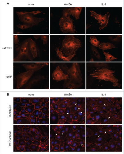 Figure 4. Actin stress fiber formation and adherens junction disruption in HCAEC in response to Wnt5A and IL-1β. (A) Actin stress fibers stained by live actin-RFP in HCAEC either untreated (left panel) or treated with Wnt5A (middle panel) or IL-1β (IL-1, right panel), in the absence or presence of sFRP1 or WIF. Stained cells were captured at 8 h after treatment using a Zeiss Axio Observer.Z1, original magnification 400x. (B) Immunofluorescence staining for β-catenin and VE-cadherin (red) in HCAEC treated with either Wnt5A or IL-1β (IL-1) for 8 h. Nuclei are stained blue. Arrowheads point to inter-endothelial gaps. Zeiss Axioskope, original magnification 400x.