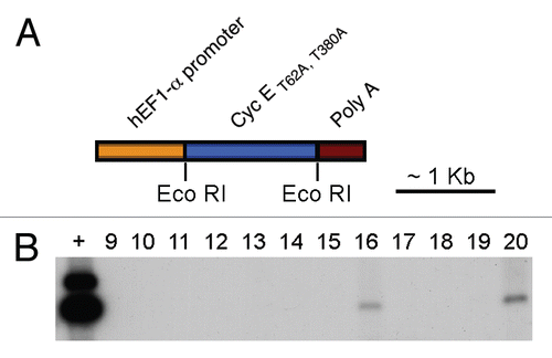 Figure 1 Generation of transgenic mice expressing a cyclin E mutant (Cyclin ET62A, T380A) under control of the hEF1-alpha promoter. (A) Targeting vector for generation of transgenic mice expressing human cyclin ET62A, T380A in testicular germ cells, under the control of the hEF1-alpha promoter. (B) Screening, by Southern blot hybridization, of tail genomic DNA digested with EcoRI and probed with human Cyclin E cDNA. Single band of approximately 1,250 bp identifies mice that have incorporated the transgene. Plasmid DNA containing the targeting construct was digested with EcoRI and used as positive control.